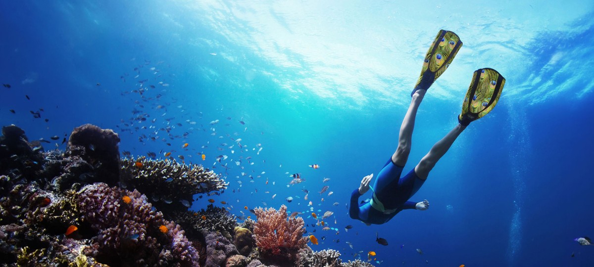 Diver swimming above coral
