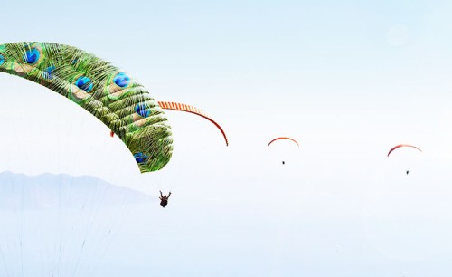 Paragliders in the sky