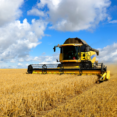 Combine harvester working in sunny wheat field