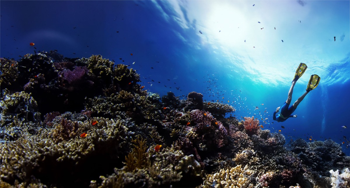 Diver swimming above coral